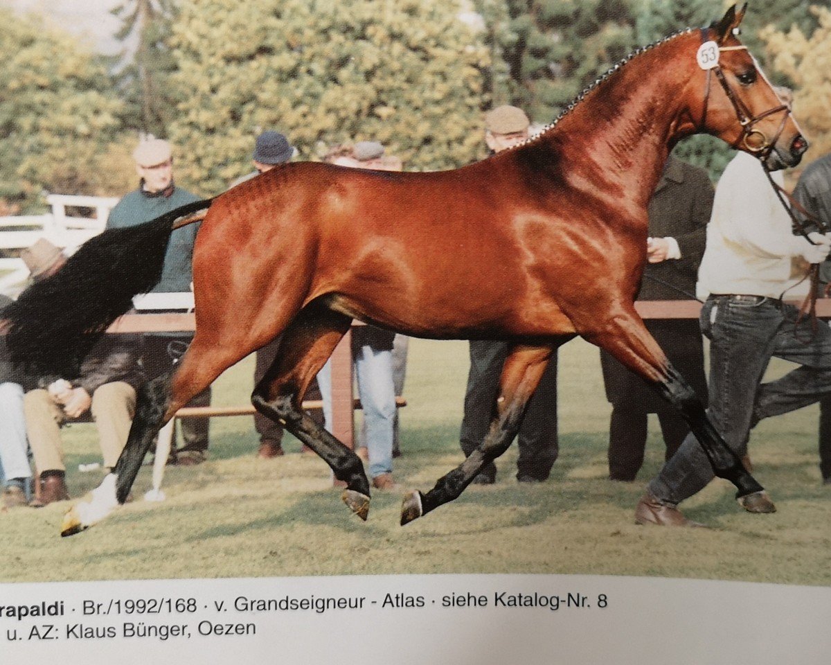 stallion Grapaldi (Hanoverian, 1992, from Grandseigneur)