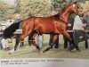 stallion Grapaldi (Hanoverian, 1992, from Grandseigneur)