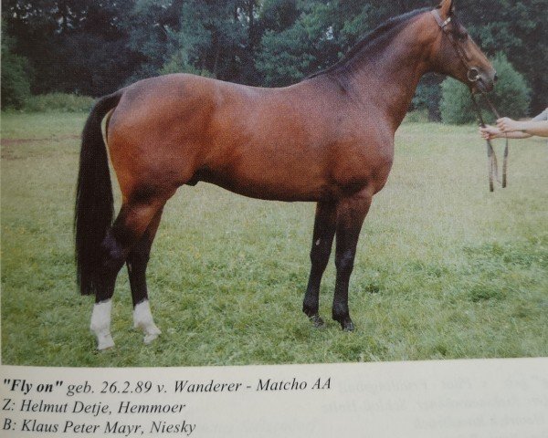 stallion Fly On (Hanoverian, 1989, from Wanderer)