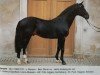 stallion Renard (Westphalian, 1980, from Ramiro Z)