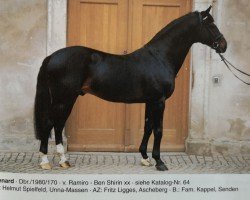 stallion Renard (Westphalian, 1980, from Ramiro Z)