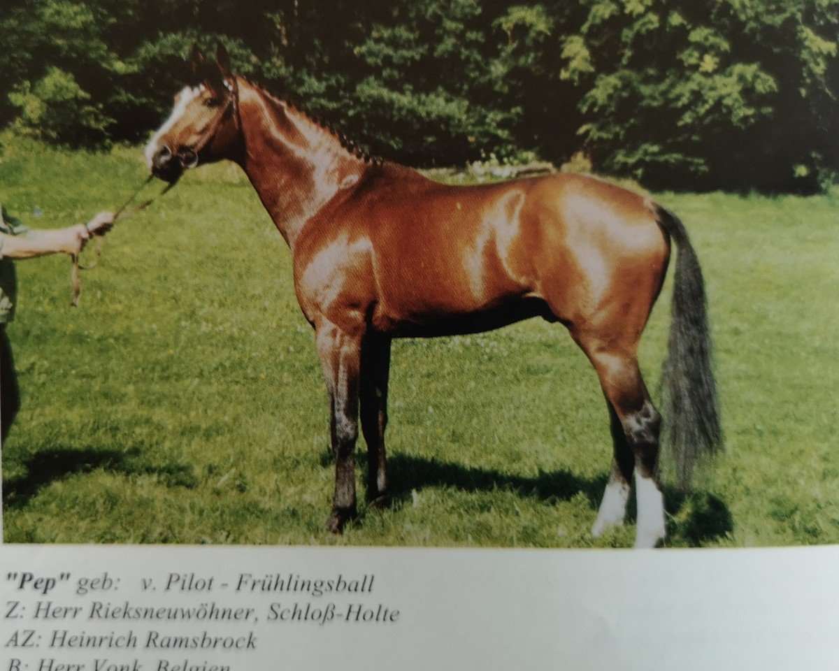 Deckhengst Pep (Westfale, 1989, von Pilot)