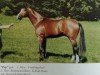 stallion Pep (Westphalian, 1989, from Pilot)