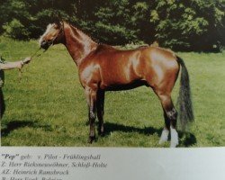 Deckhengst Pep (Westfale, 1989, von Pilot)