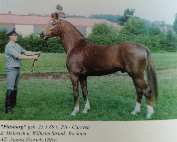 stallion Pittsburg (Westphalian, 1989, from Pit I)