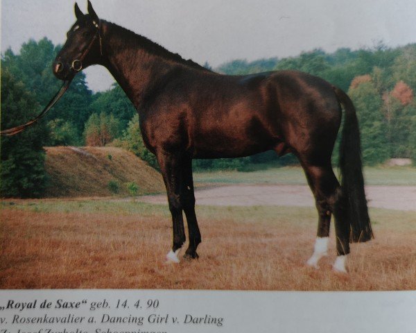 stallion Royal de Saxe (Westphalian, 1990, from Rosenkavalier)