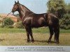 stallion Coronat (Heavy Warmblood, 1988, from Capitaen Mo 1425)