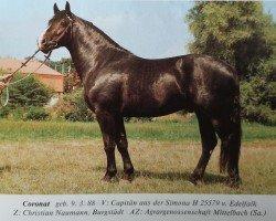 Deckhengst Coronat (Schweres Warmblut, 1988, von Capitaen Mo 1425)