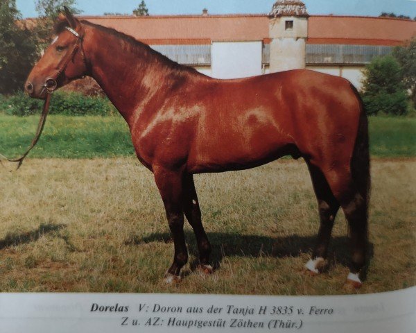 Deckhengst Dorelas (Edles Warmblut, 1987, von Doron)