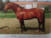 Deckhengst Dorelas (Edles Warmblut, 1987, von Doron 1362)