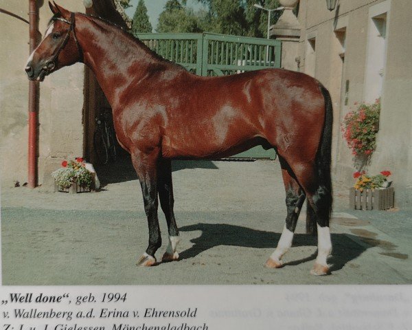 stallion Well done (Rhinelander, 1994, from Wallenberg)