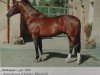 stallion Well done (Rhinelander, 1994, from Wallenberg)