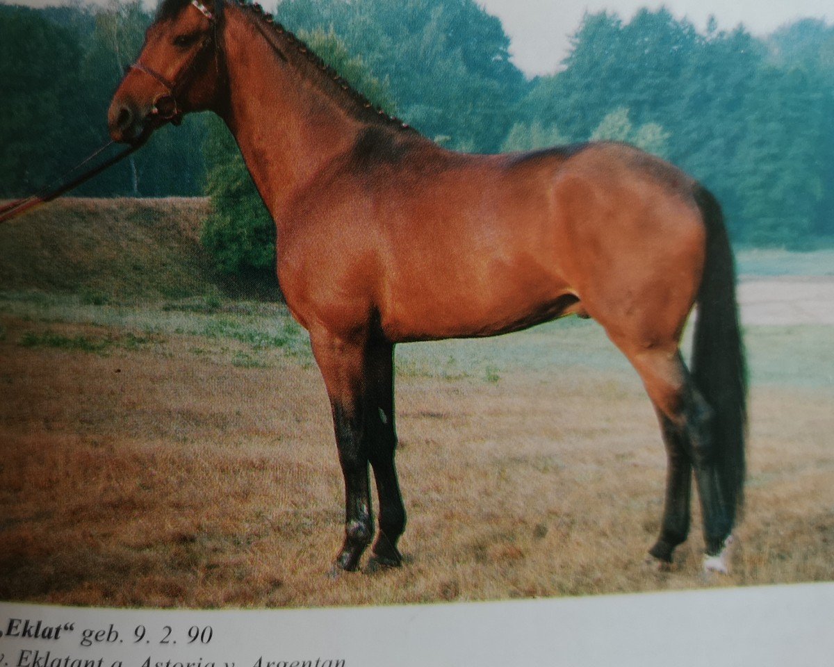 stallion Eklat (Hanoverian, 1990, from Eklatant)