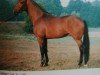 stallion Eklat (Hanoverian, 1990, from Eklatant)