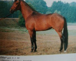 stallion Eklat (Hanoverian, 1990, from Eklatant)