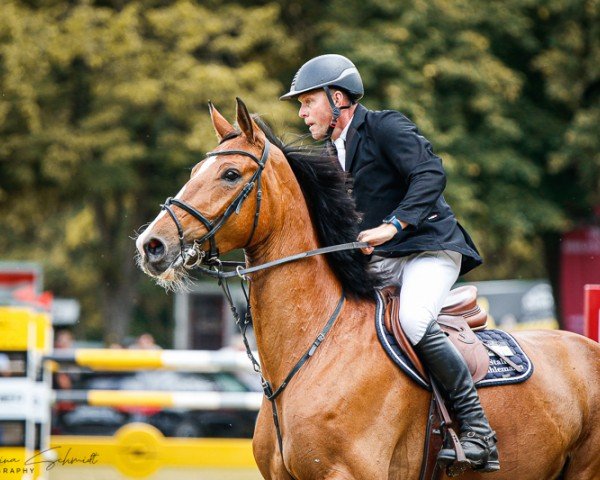 jumper Crunchip 3 (Oldenburg show jumper, 2016, from Caretinus K)