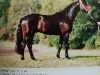 stallion Monty (Hanoverian, 1988, from Matcho AA)