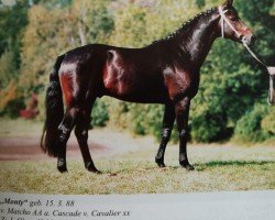 stallion Monty (Hanoverian, 1988, from Matcho AA)