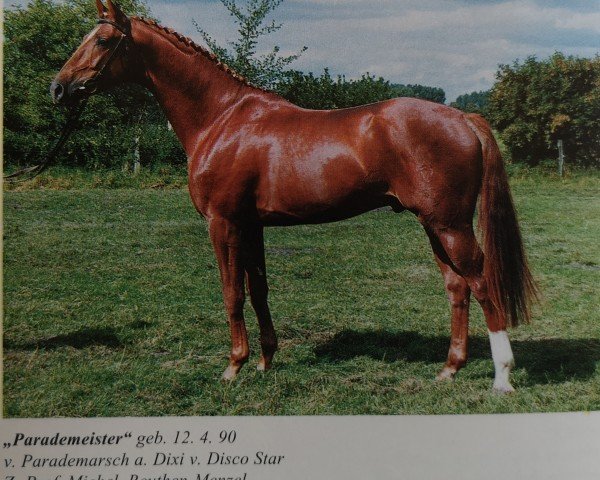 stallion Parademeister I (Westphalian, 1990, from Parademarsch I)