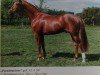 stallion Parademeister I (Westphalian, 1990, from Parademarsch I)