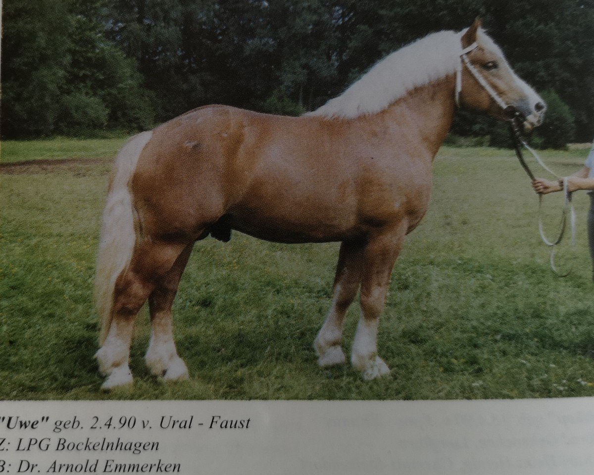 stallion Uwe (Rhenish-German Cold-Blood, 1990, from Ural 1860)