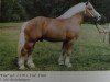 stallion Uwe (Rhenish-German Cold-Blood, 1990, from Ural)