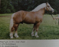 stallion Uwe (Rhenish-German Cold-Blood, 1990, from Ural 1860)