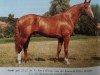 stallion Verdi (Noble Warmblood, 1986, from Vers I)