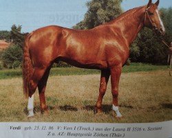 Deckhengst Verdi (Edles Warmblut, 1986, von Vers I Mo 3345)