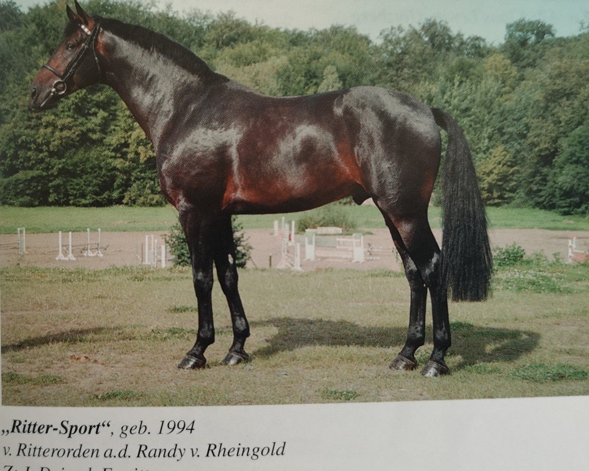 stallion Rittersport (Westphalian, 1994, from Ritterorden)