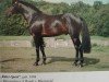 stallion Rittersport (Westphalian, 1994, from Ritterorden)