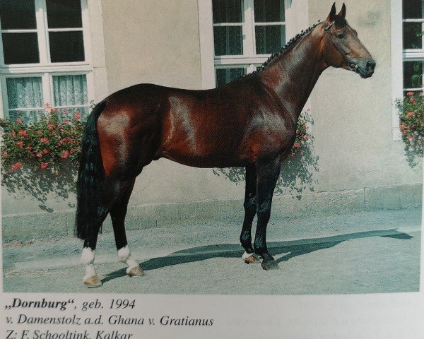 stallion Dornburg (Westphalian, 1994, from Damenstolz)