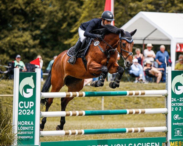 jumper Taly (Zangersheide riding horse, 2015, from Talmann)