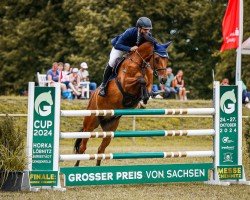 jumper Cayo Coco (German Sport Horse, 2011, from Casdorff)