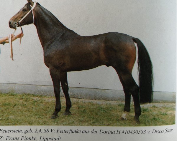 stallion Feuerstein (Westphalian, 1988, from Feuerfunke xx)