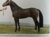 stallion Feuerstein (Westphalian, 1988, from Feuerfunke xx)