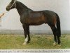 stallion Wexford (Westphalian, 1988, from Wellenreiter)