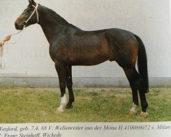 stallion Wexford (Westphalian, 1988, from Wellenreiter)