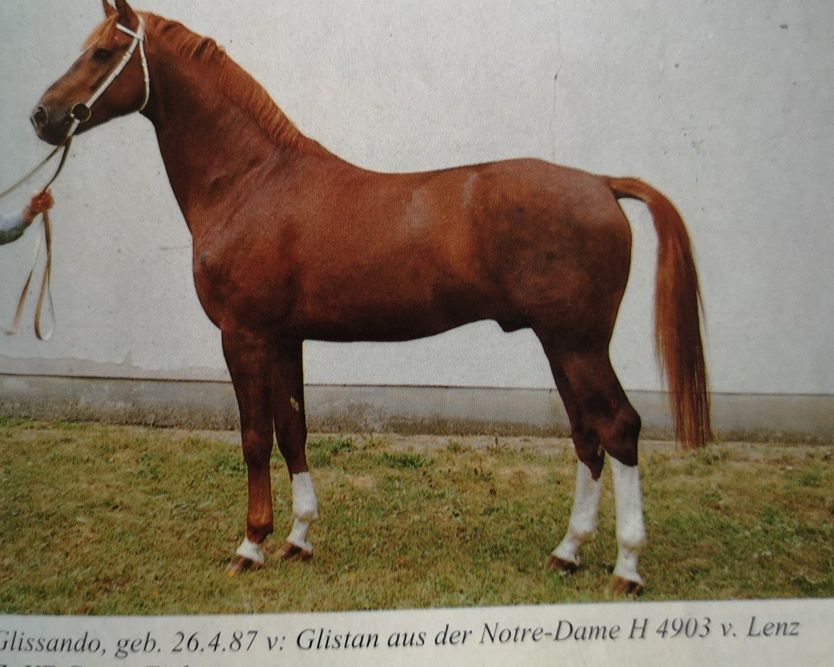 stallion Glissando (Noble Warmblood, 1987, from Glistan 1451)