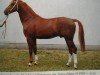 stallion Glissando (Noble Warmblood, 1988, from Glistan)