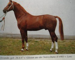 stallion Glissando (Noble Warmblood, 1987, from Glistan)