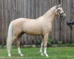 dressage horse Daily Piccolo (German Riding Pony, 2019, from Dan Kano AT)