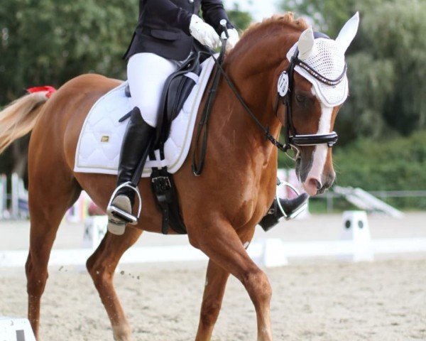 dressage horse Dondolo HW (German Riding Pony, 2015, from Don Quichotte)