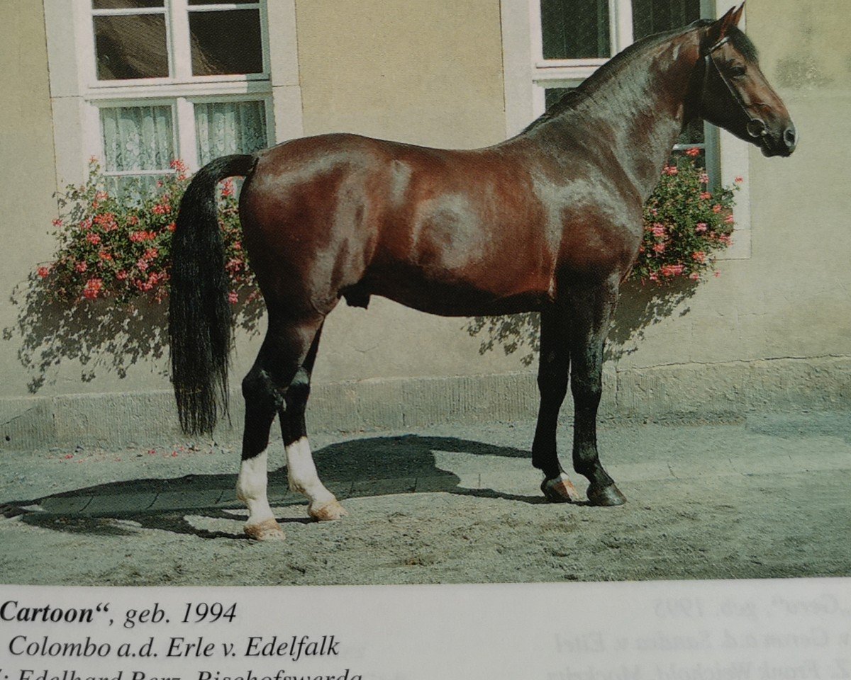 stallion Cartoon (Oldenburg show jumper, 1994, from Colombo)