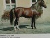 stallion Cartoon (Sachs-door. Heavy Warmbl., 1994, from Colombo)