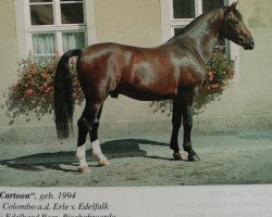 stallion Cartoon (Heavy Warmblood, 1994, from Colombo)