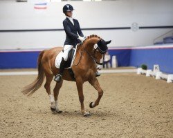 dressage horse Danino 6 (Hanoverian, 2012, from Donautanz)