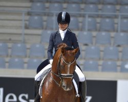 dressage horse Discover (KWPN (Niederländisches Warmblut), 2008, from Gribaldi)