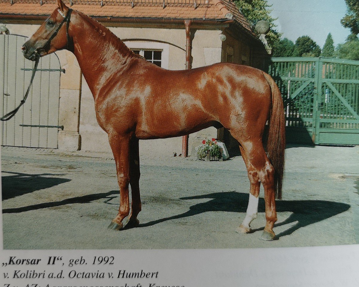 Deckhengst Korsar II (Sachsen-Anhaltiner, 1992, von Kolibri 2705)