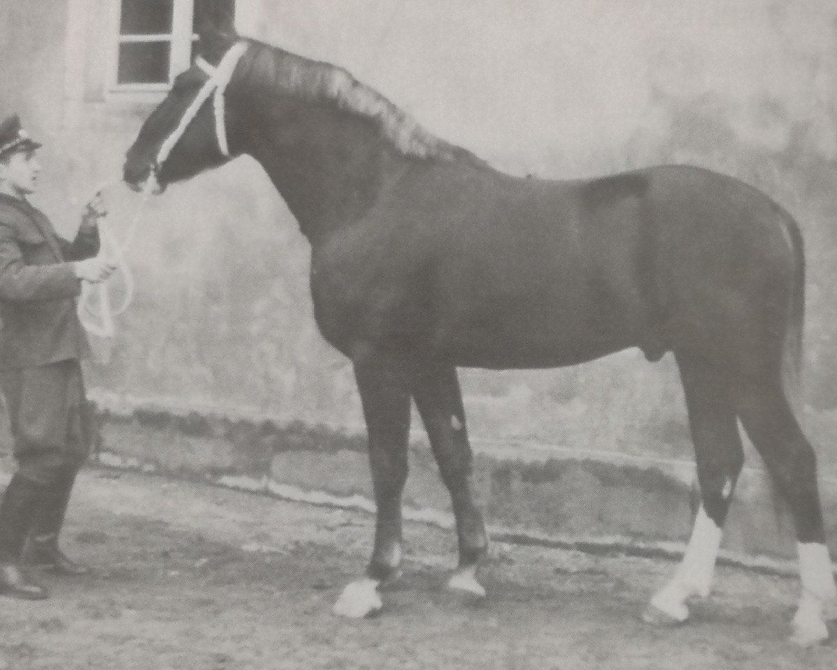 Deckhengst Flipper (Schweres Warmblut, 1963, von Flirt 473)